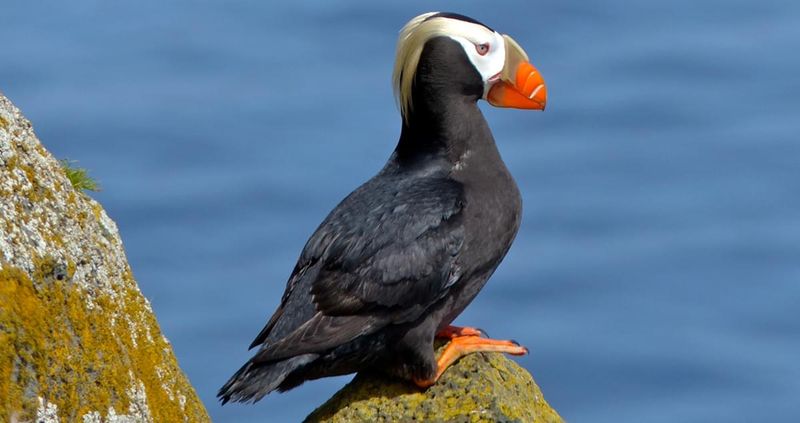 Tufted Puffin: Pacific Punk Rocker