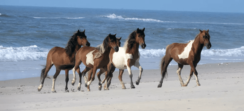 Maryland – Assateague Island