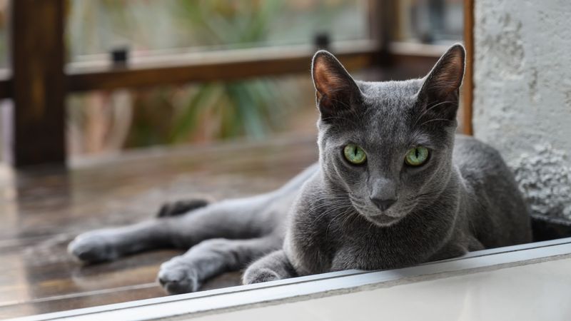 Russian Blue