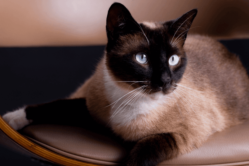 Siamese