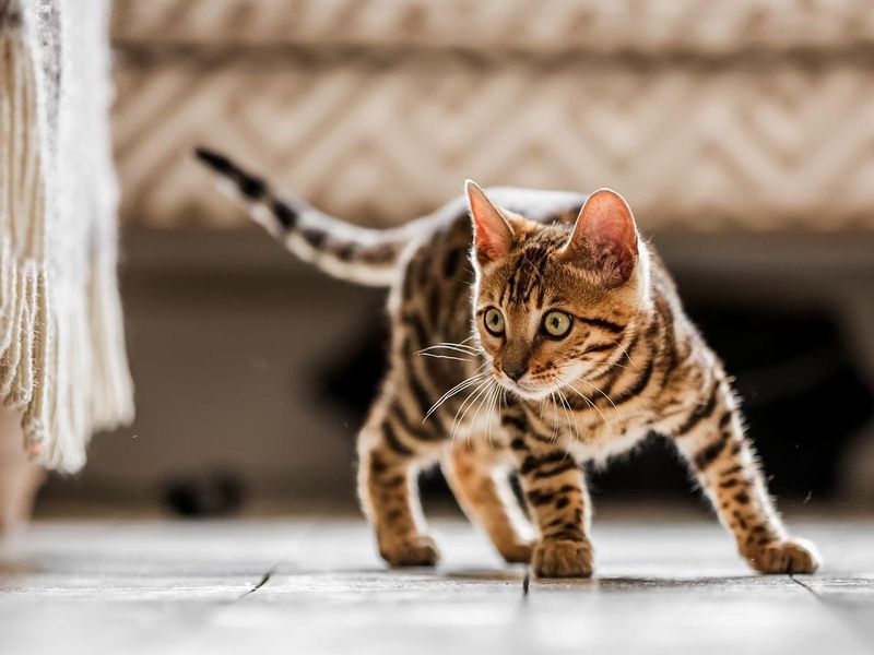 Bengal Cats
