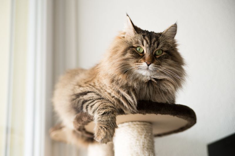 Maine Coon