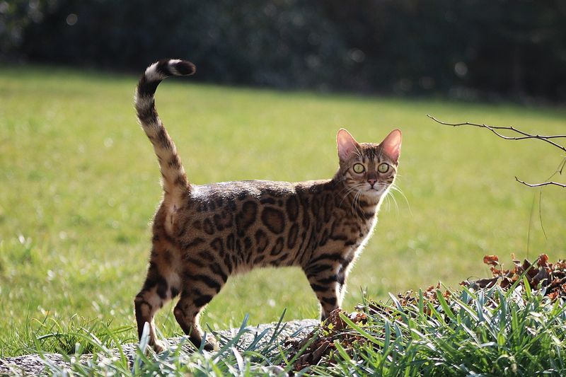Bengal