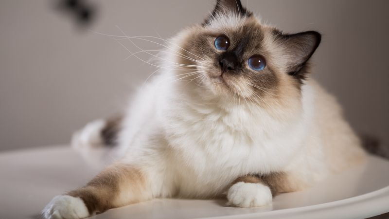 Birman