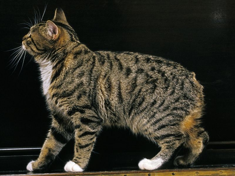 Manx
