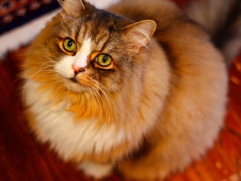 Ragamuffin