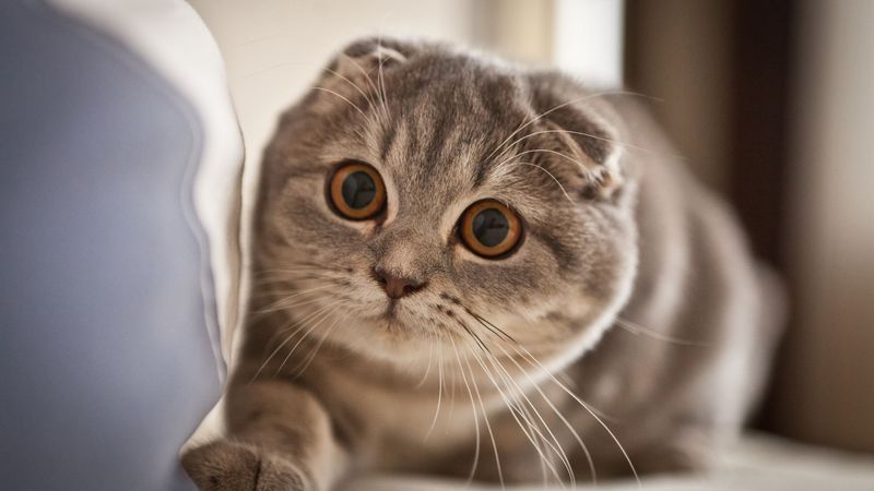 Scottish Fold