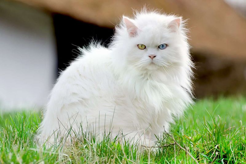 Turkish Angora