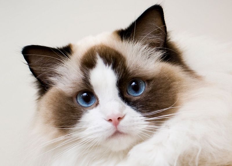 Ragdoll: California's Floppy Feline
