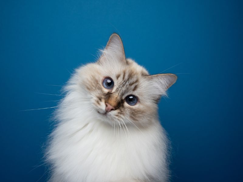Birman: The Zen Masters Of Catdom