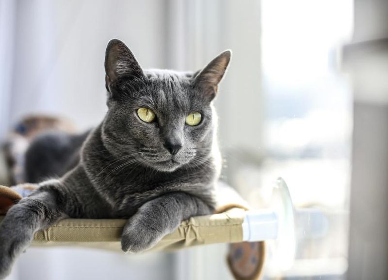 Unbothered Royalty: Russian Blues
