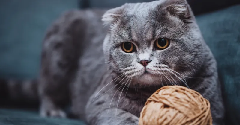 Scottish Fold + British Shorthair = Scottish Shorthair