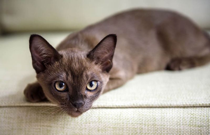 Burmese: Carry-On Companions