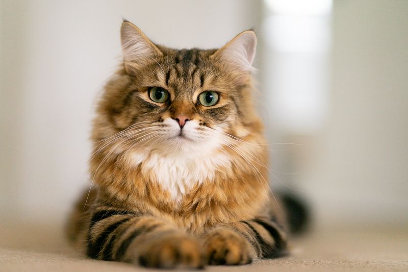 Siberian: The Allergy-Friendly Companion