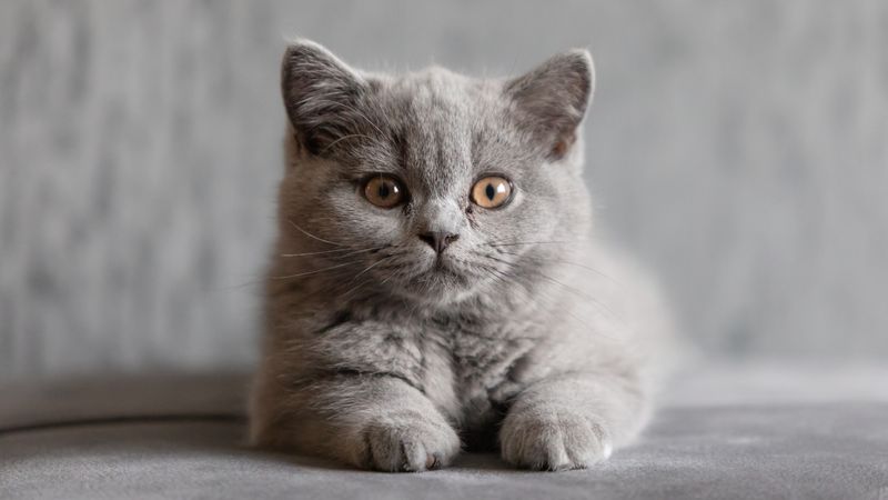 Russian Blue: The Quiet Sophisticate
