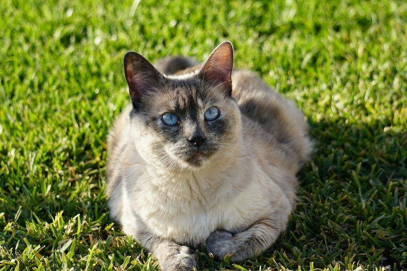 Siamese: The Vocal Hunter