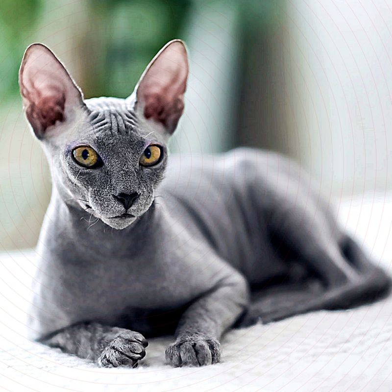 Sphynx: The Naked Bandit