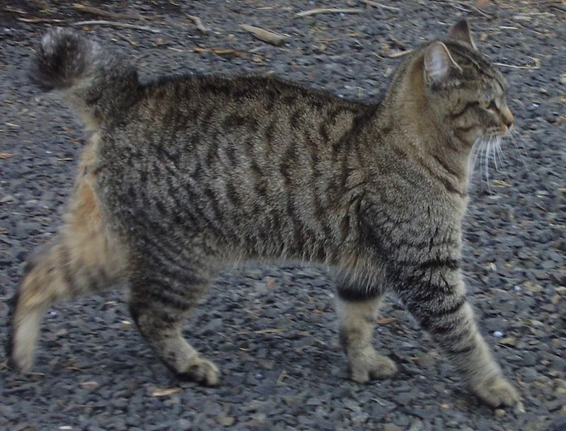 Pixie-Bob: Bobcat In Disguise