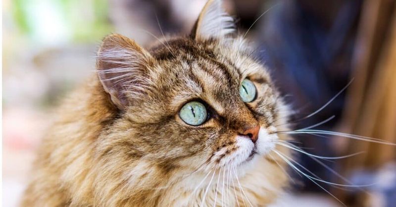 Siberian