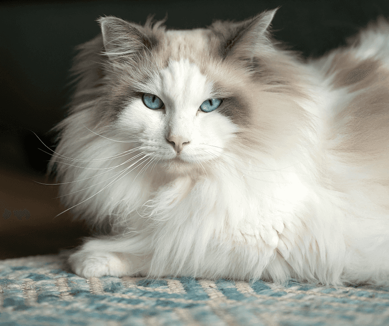 Ragdoll