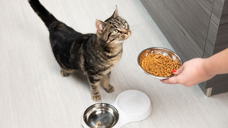 Stick To Regular Feeding Times