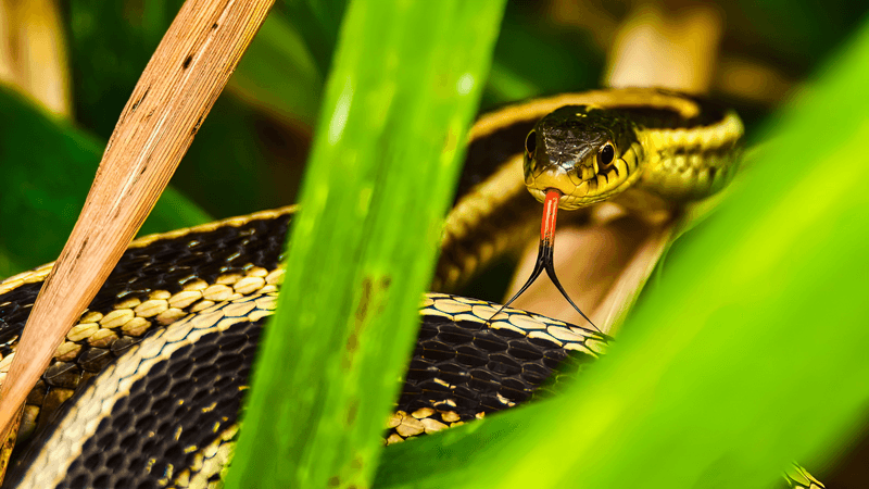 Use Commercial Snake Repellents