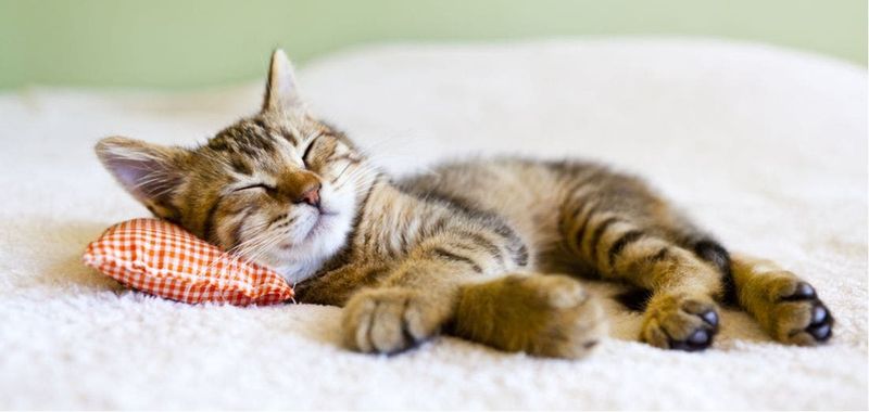 Adjusts Sleeping Spots Wisely