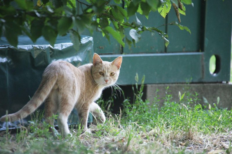 Territorial Awareness Continues