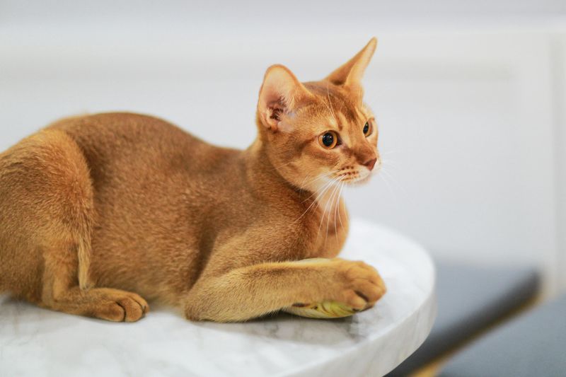 Spirited Abyssinian