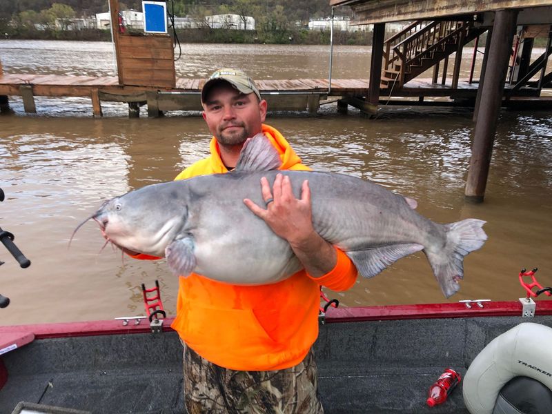 Blue Catfish