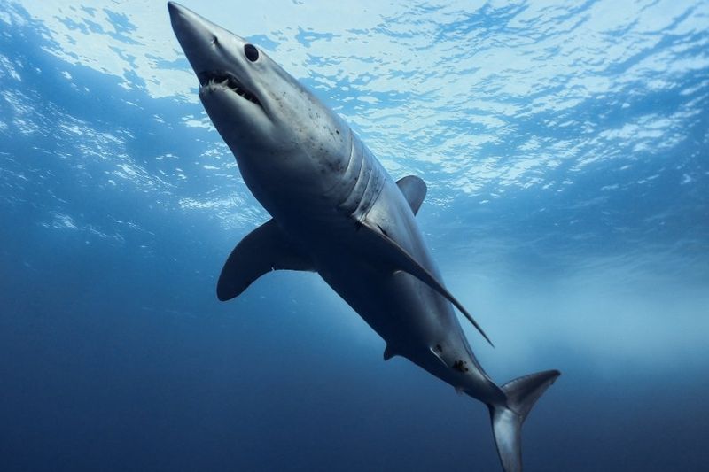 How Mako Sharks Stay Ahead: Secrets Behind Their Lightning Speed