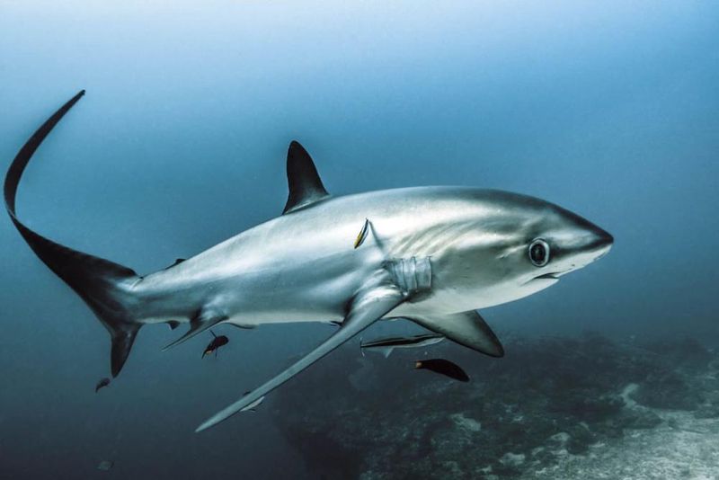 Thresher Sharks: The Tail-Whipping Predators