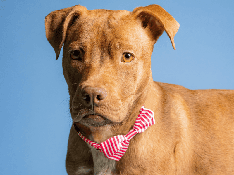 Pit Bull Terriers: Tenacious And Strong