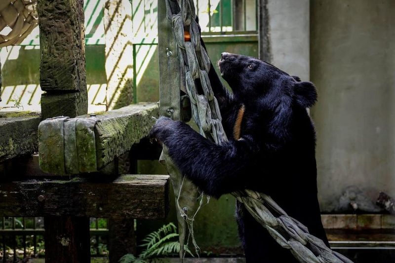 Formosan Black Bear: Island Innovator