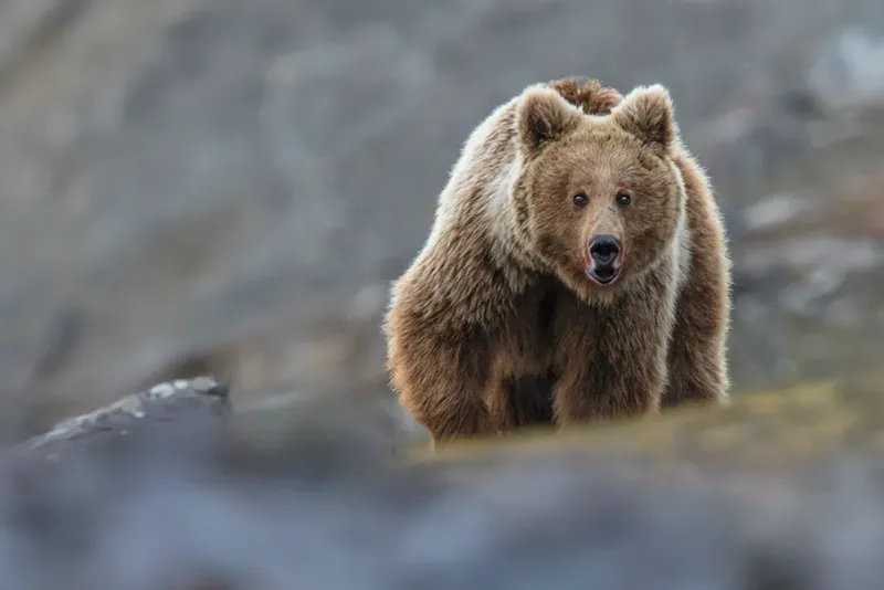 Himalayan Brown Bear