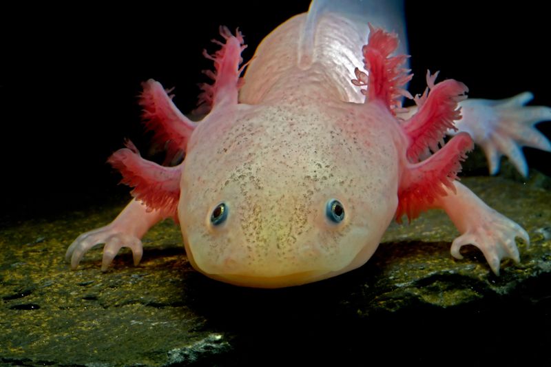Axolotl – The Smiling Salamander That Never Grows Up
