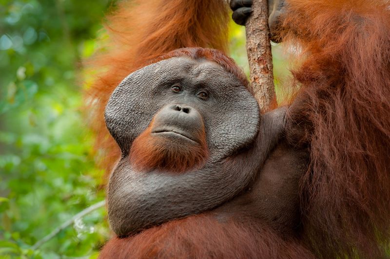 Bornean Orangutan