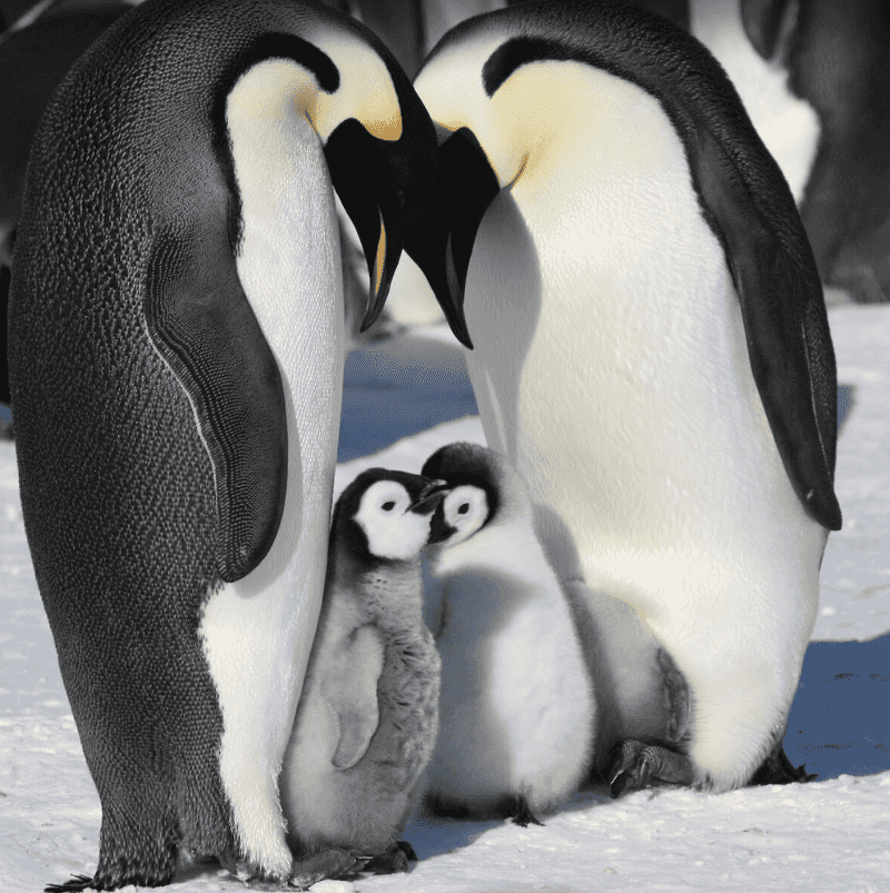 Emperor Penguins: The Dedicated Fathers
