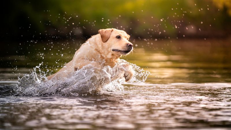 Labrador Retriever: Water-Loving Fetcher
