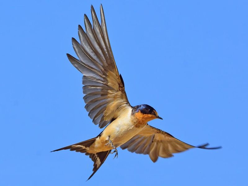 Barn Swallow: Sky's Graceful Architect