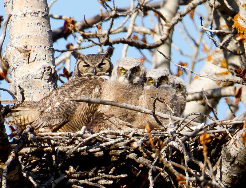 Great Horned Owl