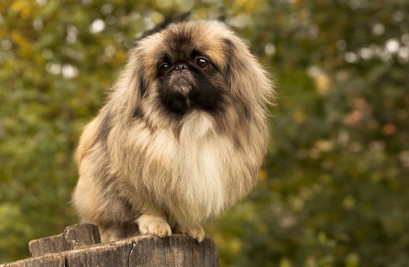 Pekingese