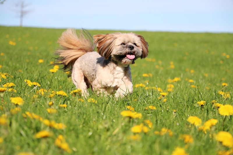 Lhasa Apso