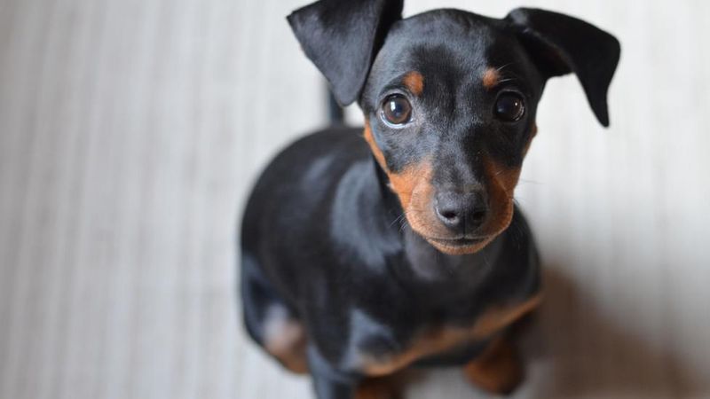 Miniature Pinscher