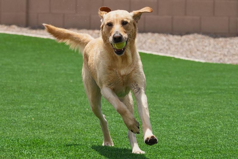 Labrador Retriever