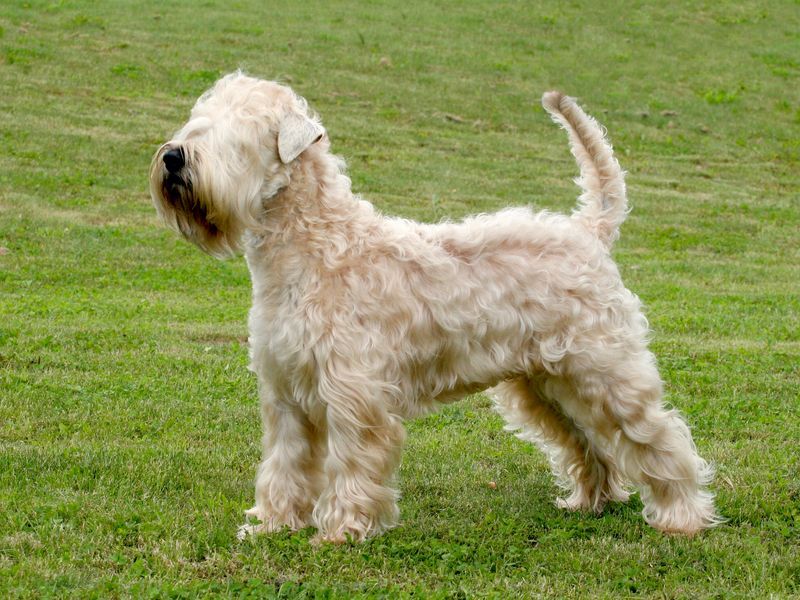 Soft Coated Wheaten Terrier: Wheat-Colored Waves