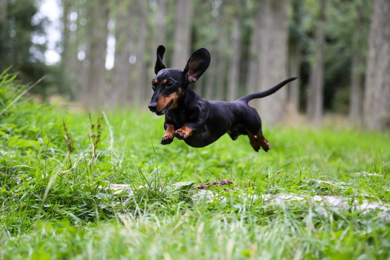 Dachshund Wiener Wonders