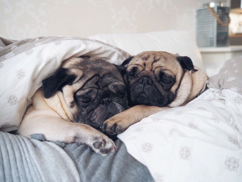 Pug Passion Potatoes