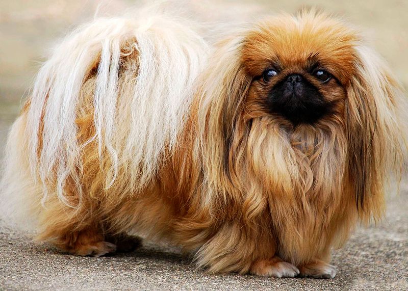 Pekingese: Imperial Lap Ornaments