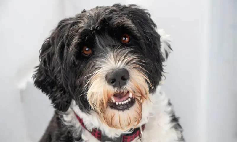 Portuguese Water Dog: The Reliable Worker